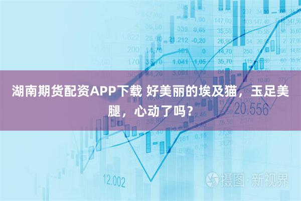 湖南期货配资APP下载 好美丽的埃及猫，玉足美腿，心动了吗？